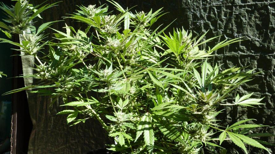 3in1 OUTDOOR Apricot Automatic FastBuds. Week 13 - 08.08.2026