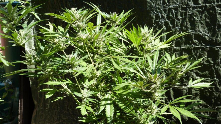 3in1 OUTDOOR Apricot Automatic FastBuds. Week 13 - 08.08.2026