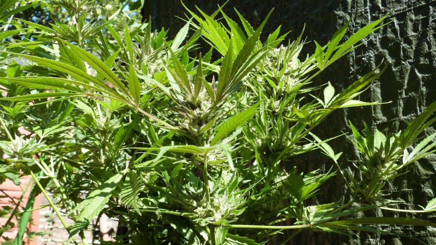 3in1 OUTDOOR Apricot Automatic FastBuds. Week 13 - 08.08.2026