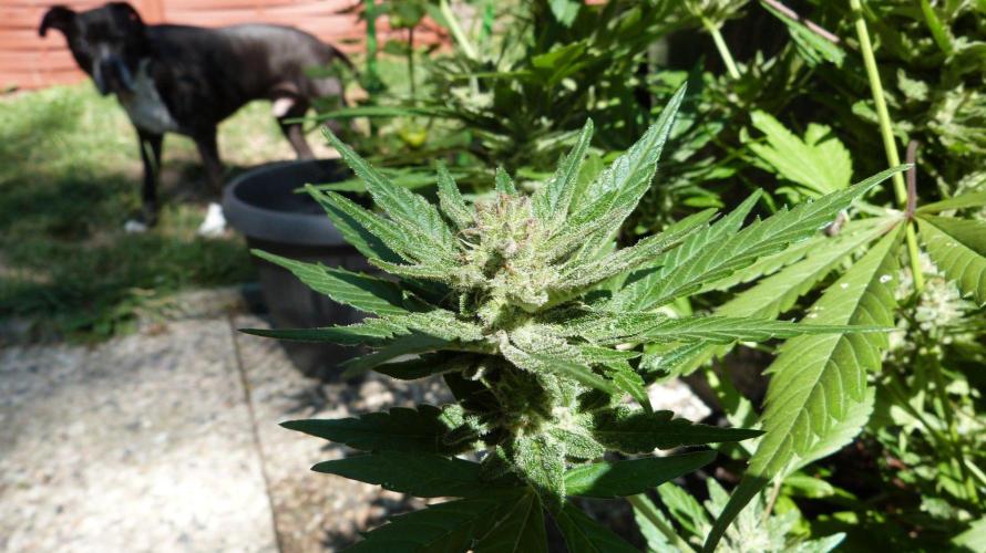 3in1 OUTDOOR Apricot Automatic FastBuds. Week 13 - 08.08.2026