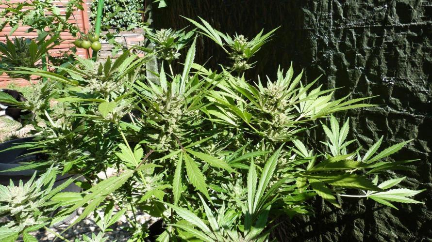 3in1 OUTDOOR Apricot Automatic FastBuds. Week 13 - 08.08.2026