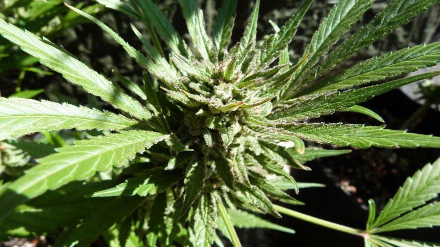 3in1 OUTDOOR Apricot Automatic FastBuds. Week 13 - 08.08.2026