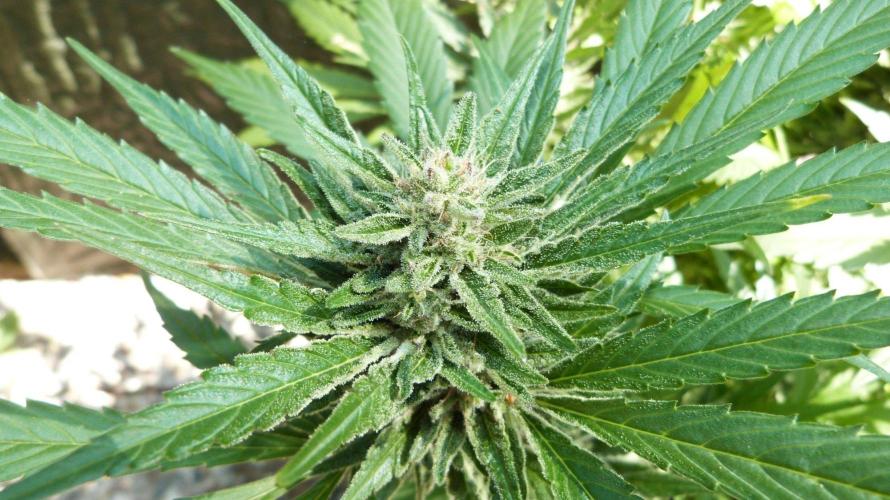 3in1 OUTDOOR Apricot Automatic FastBuds. Week 13 - 08.08.2026