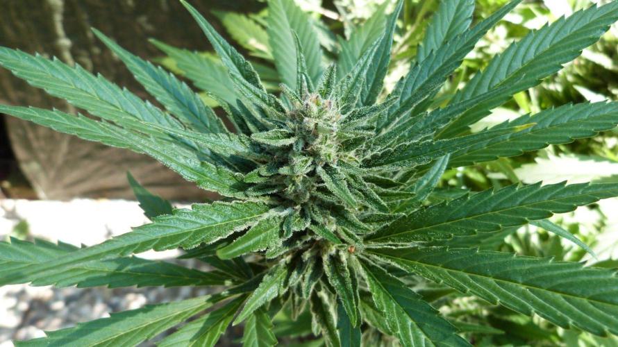 3in1 OUTDOOR Apricot Automatic FastBuds. Week 13 - 08.08.2026