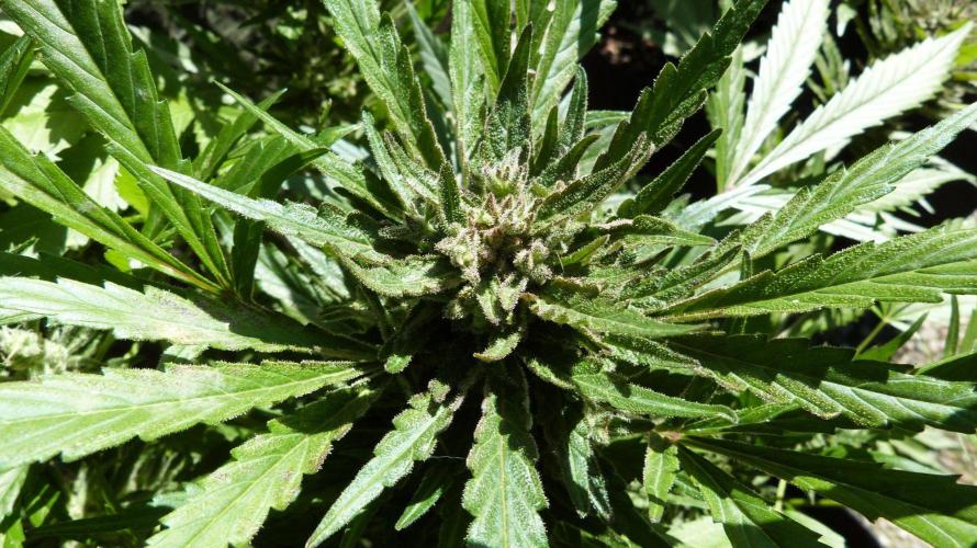 3in1 OUTDOOR Apricot Automatic FastBuds. Week 13 - 08.08.2026