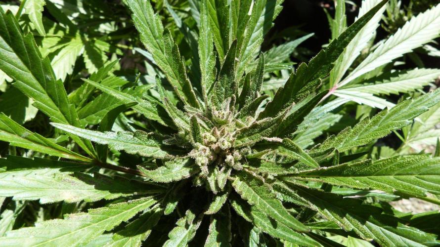 3in1 OUTDOOR Apricot Automatic FastBuds. Week 13 - 08.08.2026
