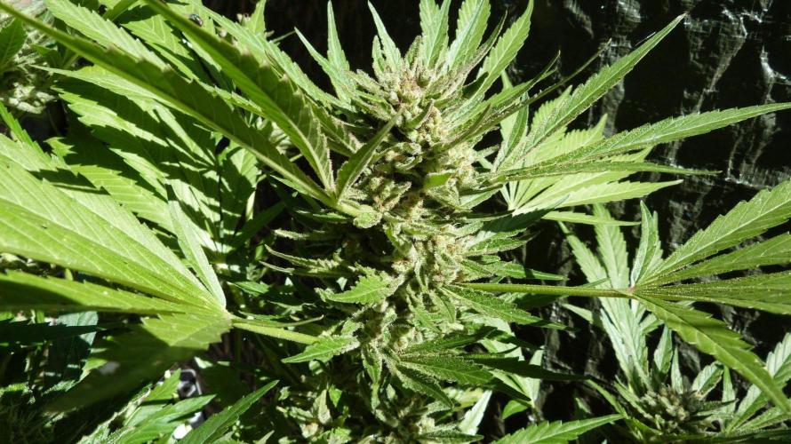 3in1 OUTDOOR Apricot Automatic FastBuds. Week 13 - 08.08.2026