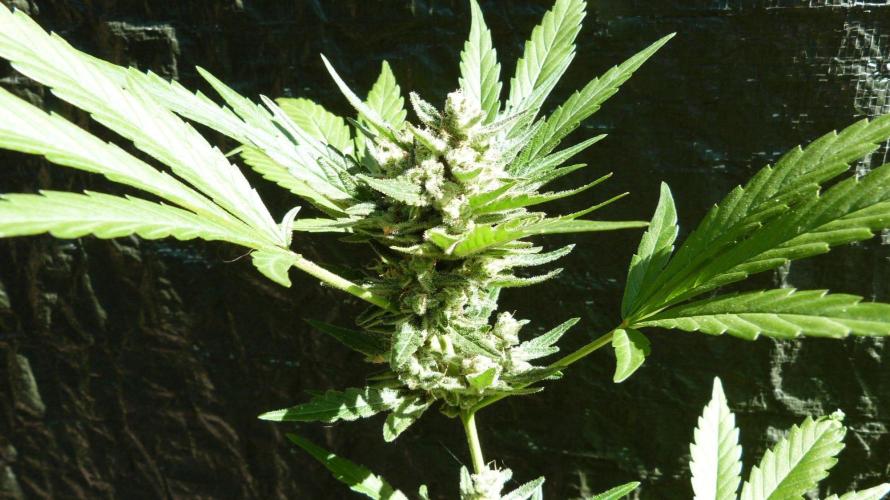 3in1 OUTDOOR Apricot Automatic FastBuds. Week 13 - 08.08.2026