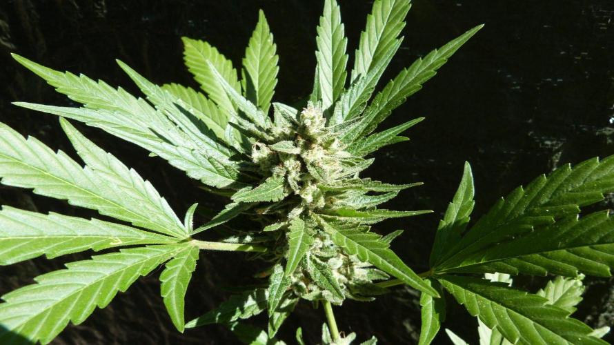 3in1 OUTDOOR Apricot Automatic FastBuds. Week 13 - 08.08.2026