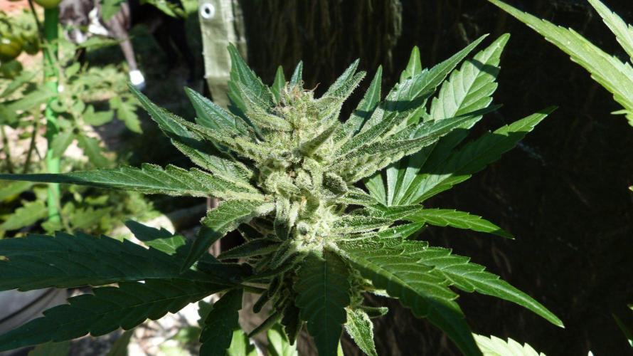 3in1 OUTDOOR Apricot Automatic FastBuds. Week 13 - 08.08.2026