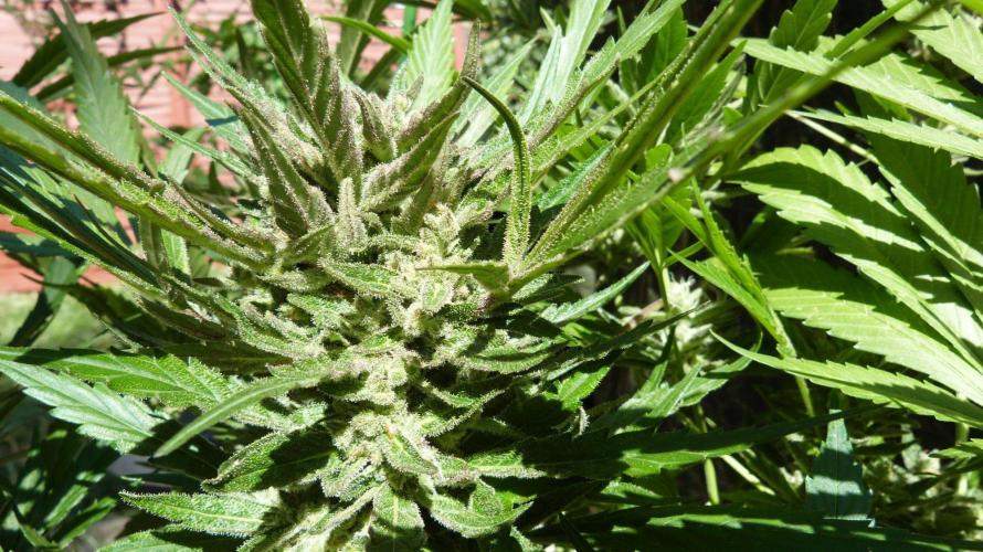 3in1 OUTDOOR Apricot Automatic FastBuds. Week 13 - 08.08.2026