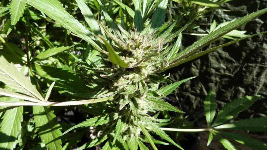 3in1 OUTDOOR Apricot Automatic FastBuds. Week 13 - 08.08.2026