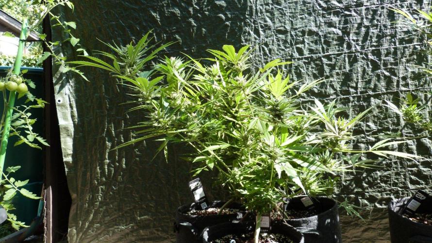3in1 OUTDOOR Apricot Automatic FastBuds. Week 13 - 08.08.2026