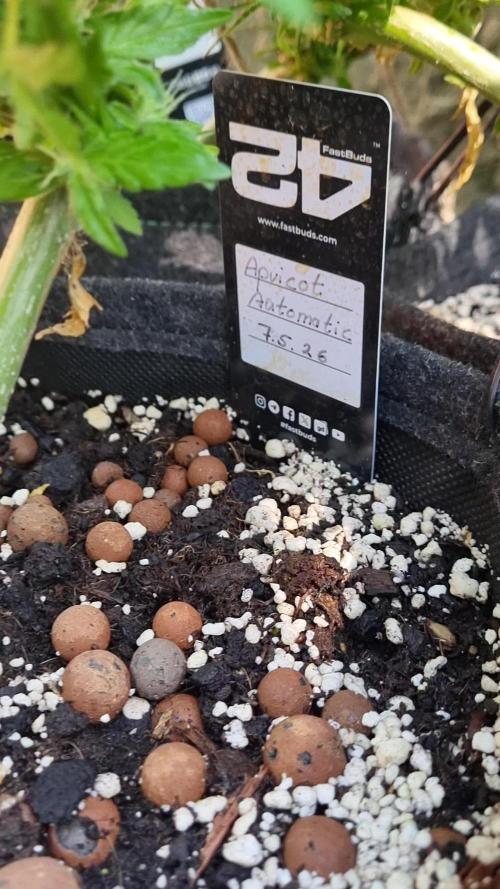 3in1 OUTDOOR Apricot Automatic FastBuds