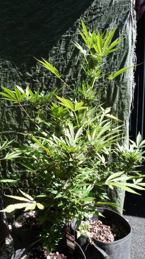 3in1 Outdoor Lemon Cherry Cookies Auto. Week 13 - 08.08.2026
