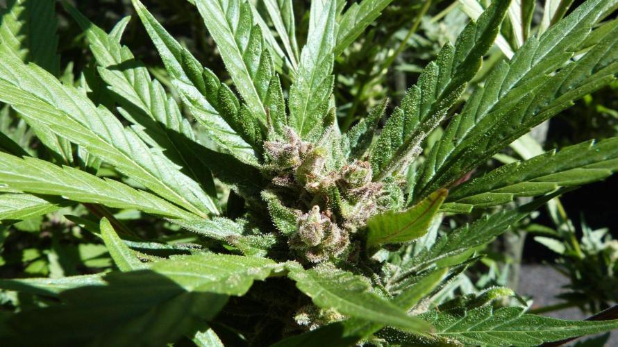 3in1 Outdoor Lemon Cherry Cookies Auto. Week 13 - 08.08.2026