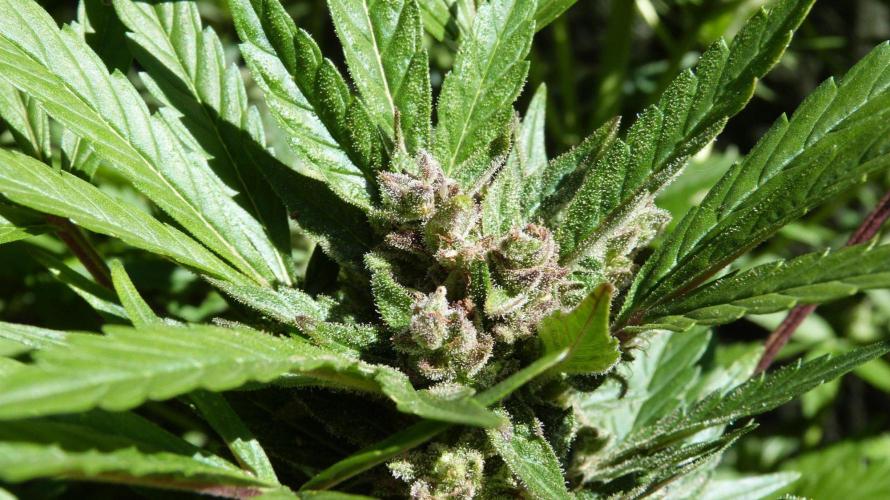 3in1 Outdoor Lemon Cherry Cookies Auto. Week 13 - 08.08.2026