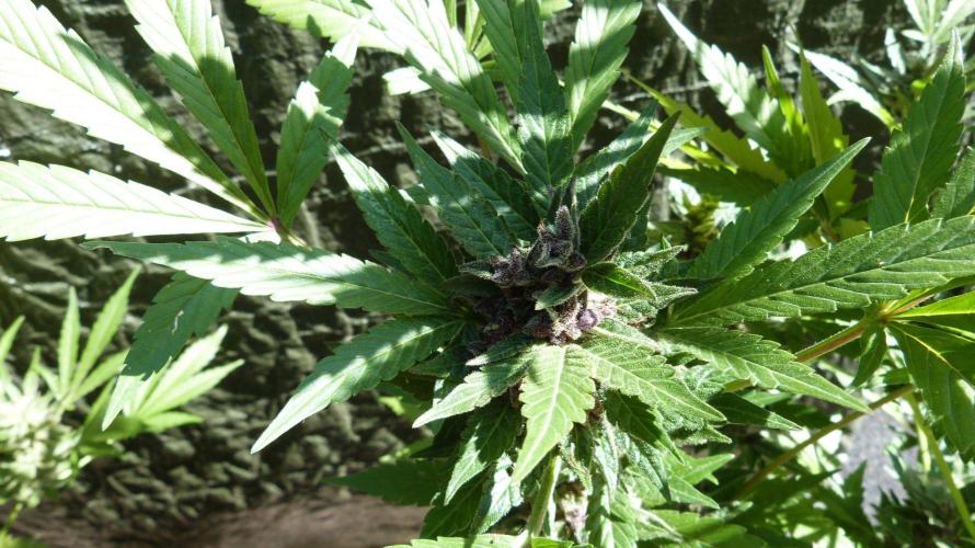 3in1 Outdoor Lemon Cherry Cookies Auto. Week 13 - 08.08.2026