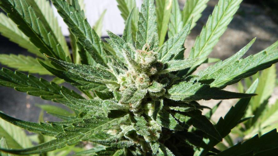 3in1 Outdoor Lemon Cherry Cookies Auto. Week 13 - 08.08.2026