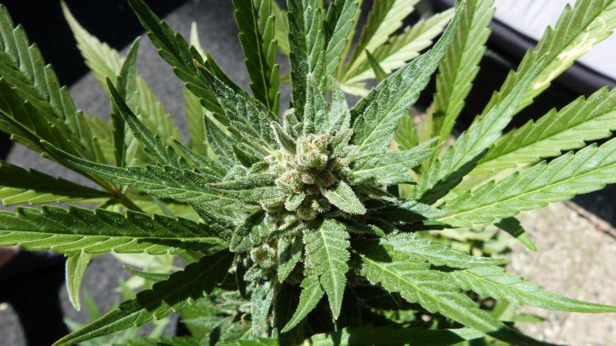 3in1 Outdoor Lemon Cherry Cookies Auto. Week 13 - 08.08.2026