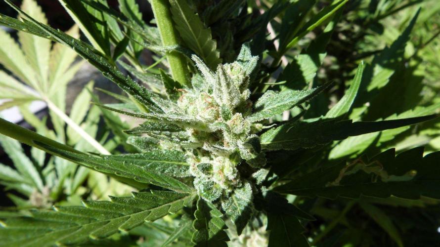 3in1 Outdoor Lemon Cherry Cookies Auto. Week 13 - 08.08.2026