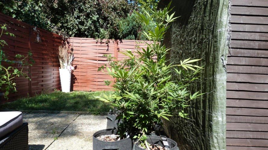 3in1 Outdoor Lemon Cherry Cookies Auto. Week 13 - 08.08.2026