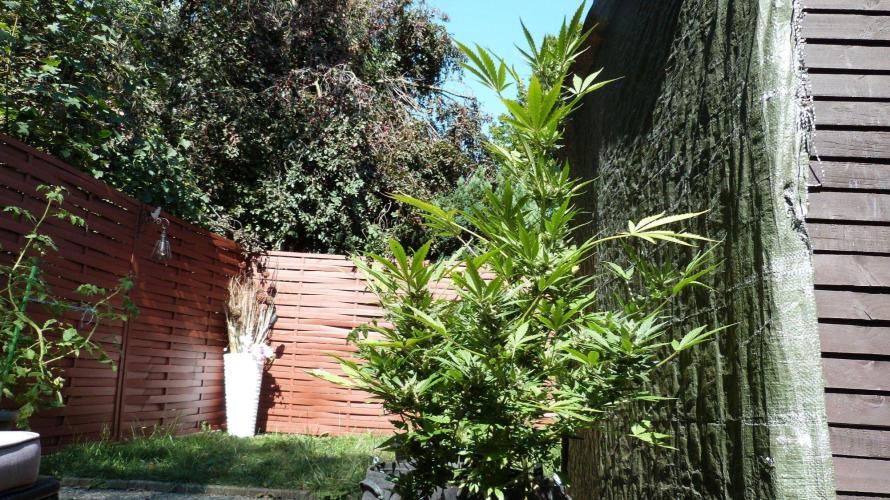 3in1 Outdoor Lemon Cherry Cookies Auto. Week 13 - 08.08.2026