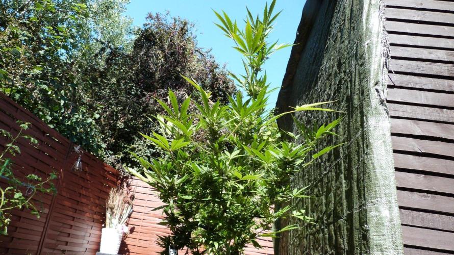 3in1 Outdoor Lemon Cherry Cookies Auto. Week 13 - 08.08.2026