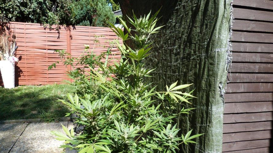 3in1 Outdoor Lemon Cherry Cookies Auto. Week 13 - 08.08.2026