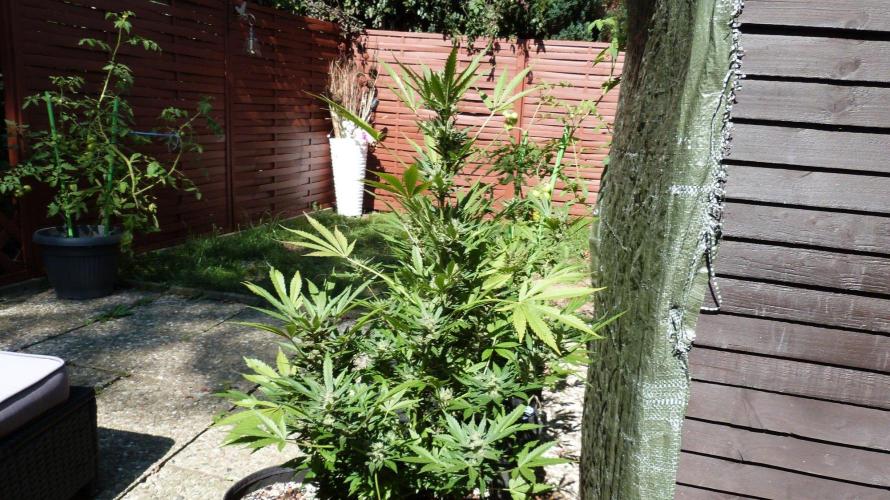 3in1 Outdoor Lemon Cherry Cookies Auto. Week 13 - 08.08.2026