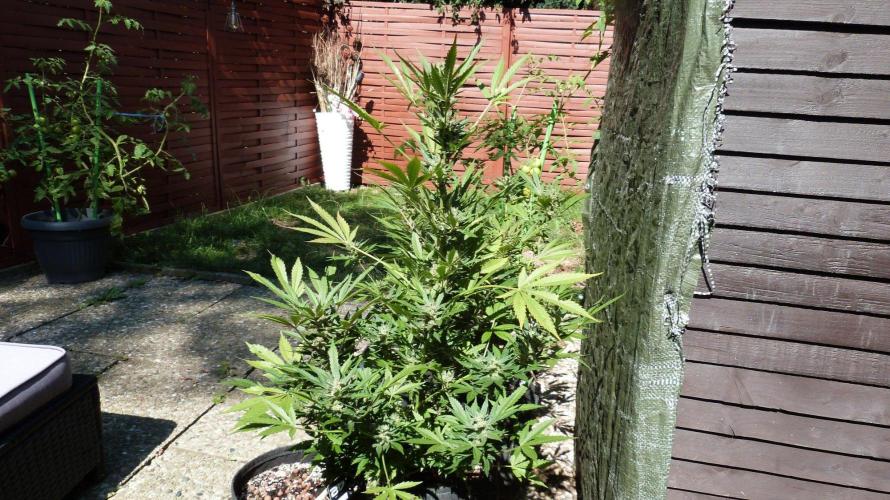 3in1 Outdoor Lemon Cherry Cookies Auto. Week 13 - 08.08.2026
