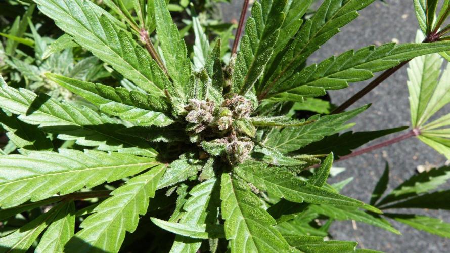 3in1 Outdoor Lemon Cherry Cookies Auto. Week 13 - 08.08.2026