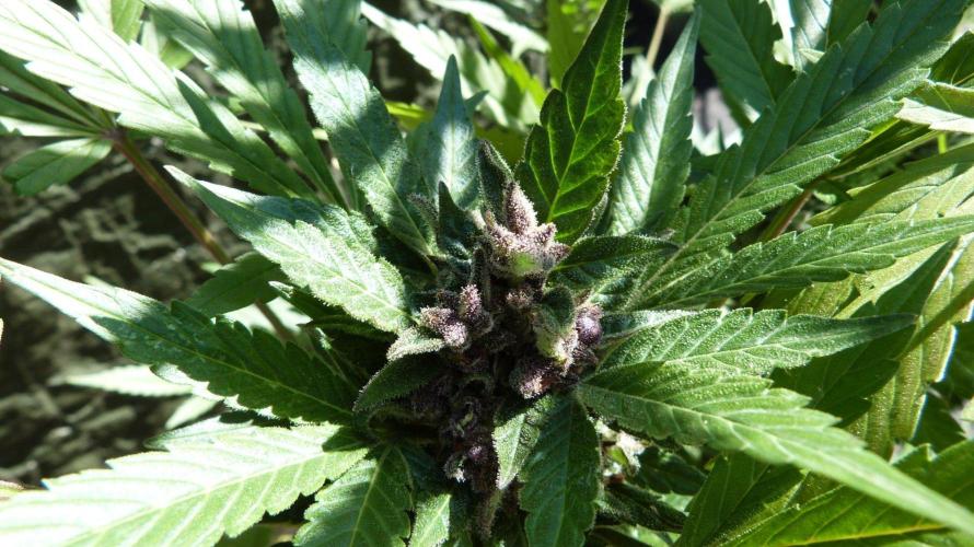 3in1 Outdoor Lemon Cherry Cookies Auto. Week 13 - 08.08.2026