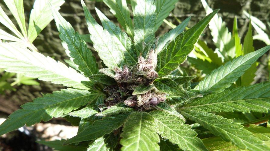 3in1 Outdoor Lemon Cherry Cookies Auto. Week 13 - 08.08.2026