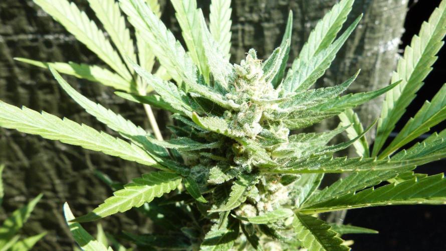 3in1 Outdoor Lemon Cherry Cookies Auto. Week 13 - 08.08.2026