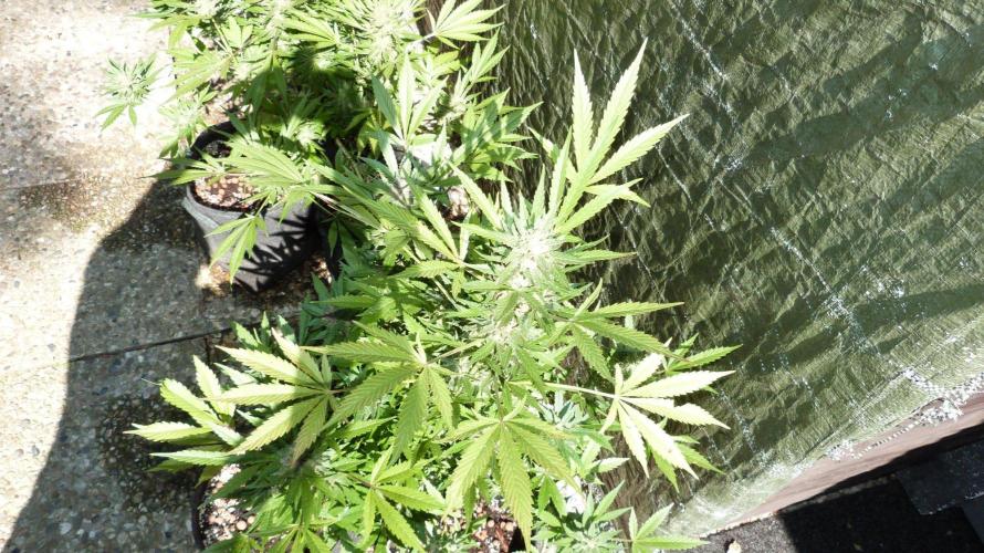 3in1 Outdoor Lemon Cherry Cookies Auto. Week 13 - 08.08.2026