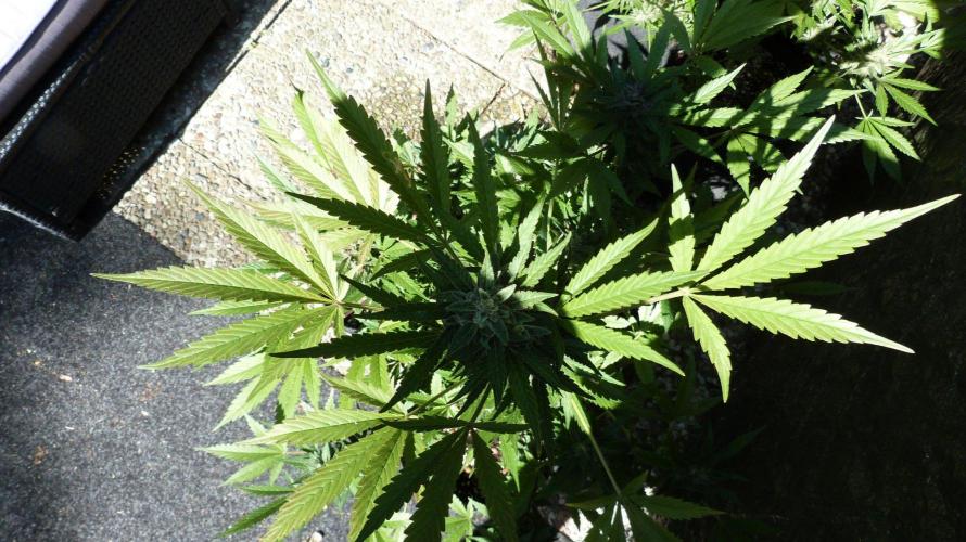 3in1 Outdoor Lemon Cherry Cookies Auto. Week 13 - 08.08.2026