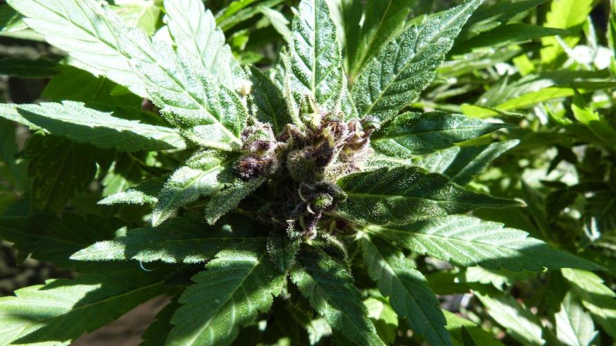 3in1 Outdoor Lemon Cherry Cookies Auto. Week 13