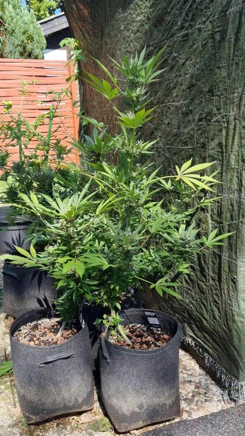 3in1 Outdoor Lemon Cherry Cookies Auto