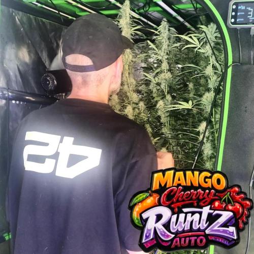 NEW Mango Cherry Runtz Automatic RDWC. Week 10