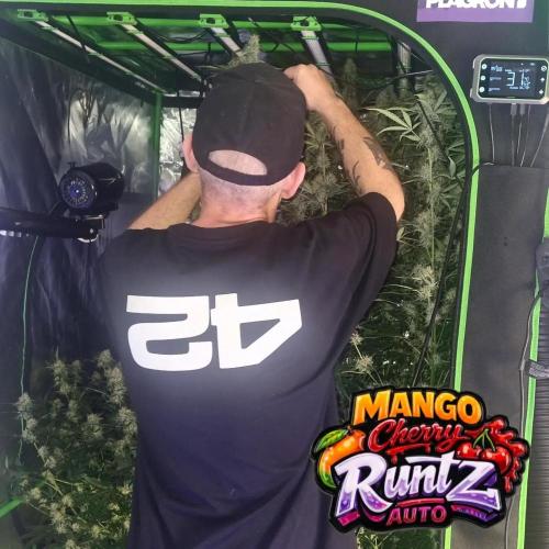 NEW Mango Cherry Runtz Automatic RDWC. Week 10