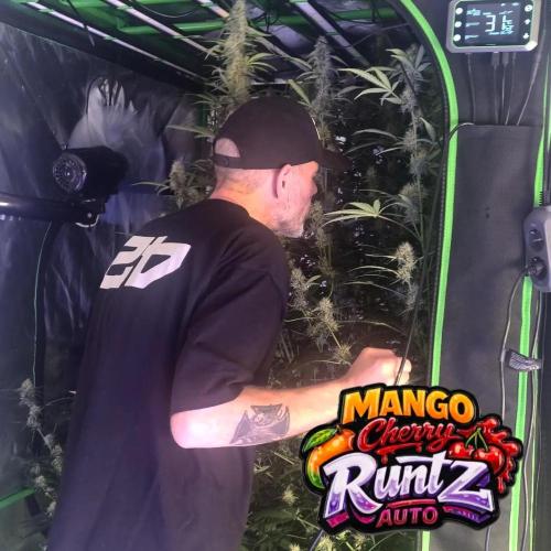 NEW Mango Cherry Runtz Automatic RDWC. Week 10