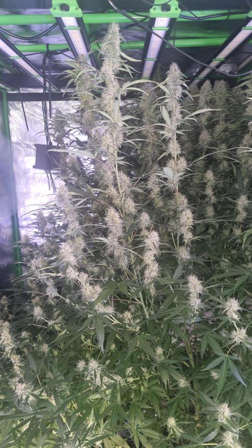 NEW Mango Cherry Runtz Automatic RDWC. Week 10