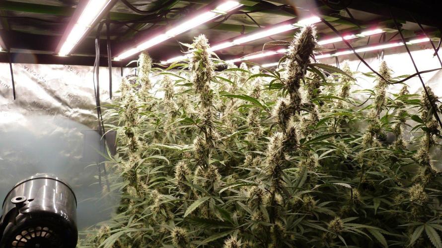 NEW Mango Cherry Runtz Automatic RDWC. Week 11