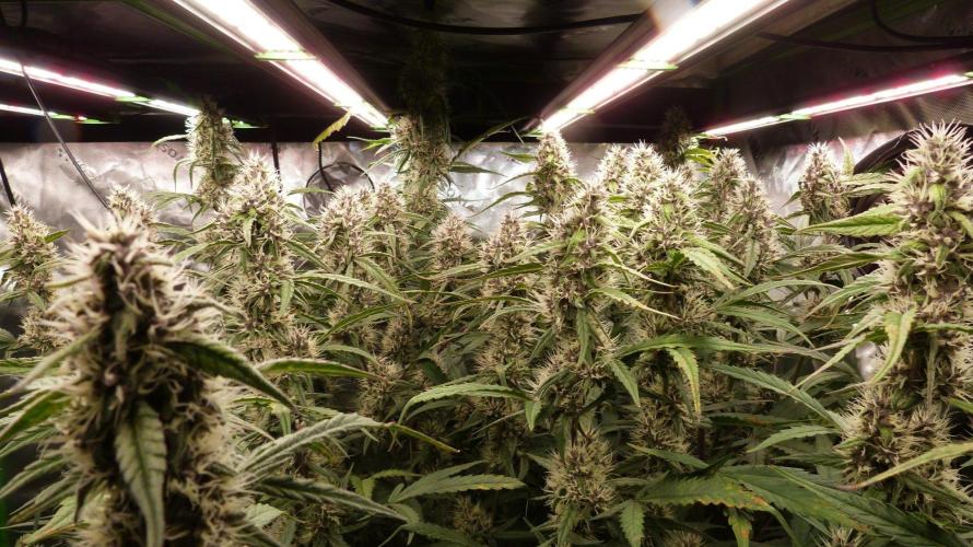 NEW Mango Cherry Runtz Automatic RDWC. Week 11