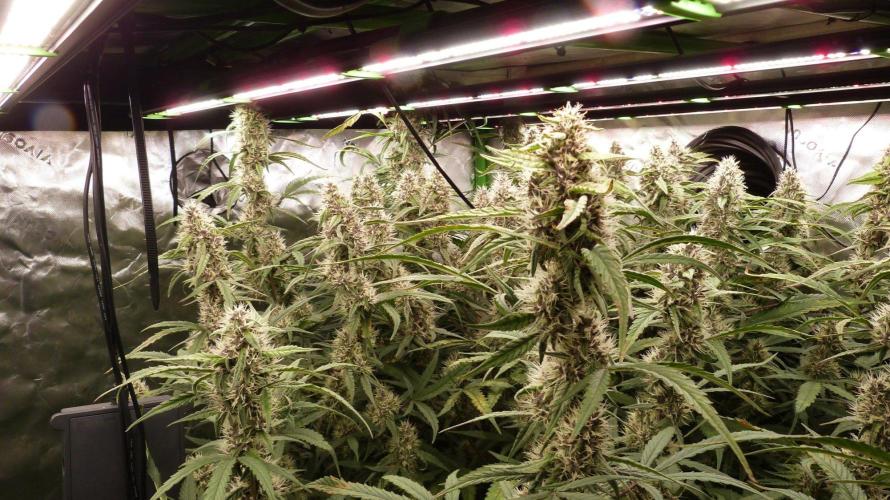 NEW Mango Cherry Runtz Automatic RDWC. Week 11