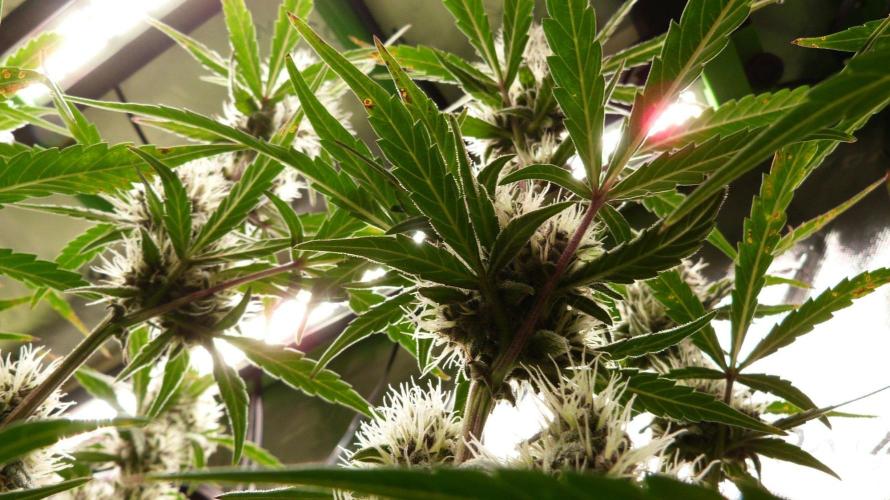 NEW Mango Cherry Runtz Automatic RDWC. Week 11
