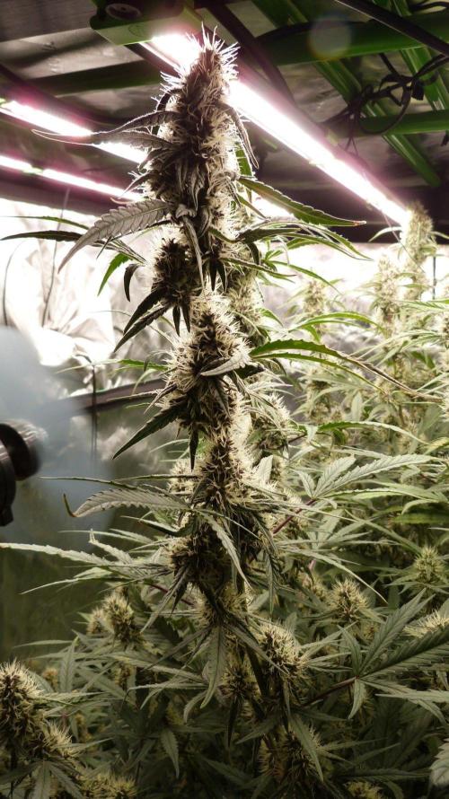 NEW Mango Cherry Runtz Automatic RDWC. Week 11