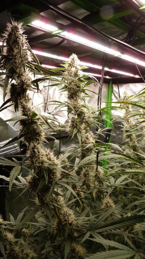 NEW Mango Cherry Runtz Automatic RDWC. Week 11
