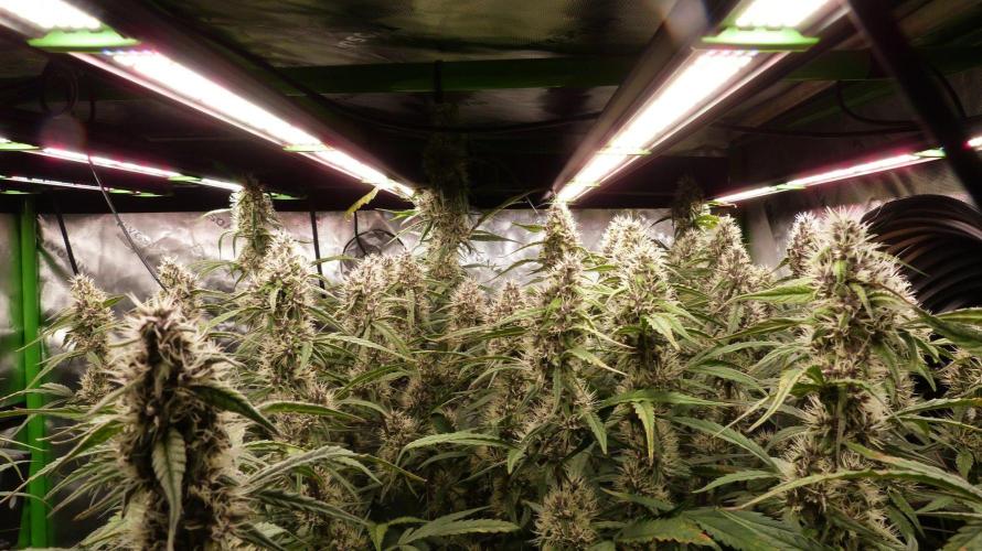 NEW Mango Cherry Runtz Automatic RDWC. Week 11